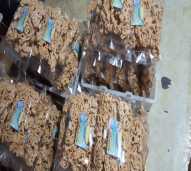 Putu mutiara